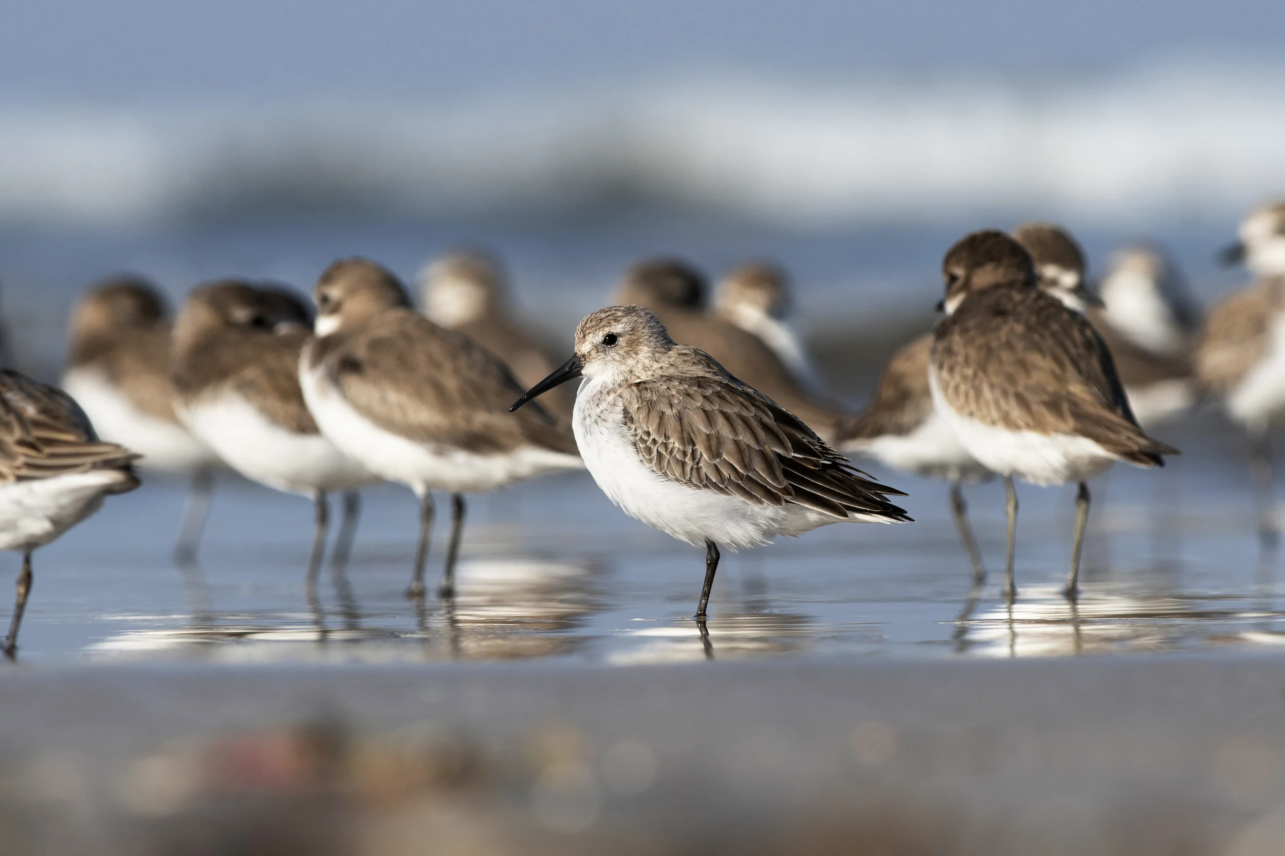 birds on beach